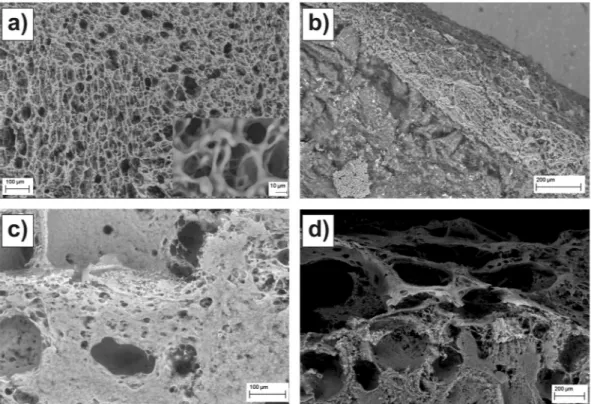 Figure 1.  SEM images of ileum mucosa. (a) Top and (b) section images of ileum samples exposed to PBS pH  7.4 for 30 min