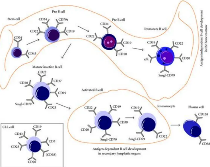 Figur 2. B-cellens ytstrukturer från stamcell till plasmacell, samt KLL-cell. Ur  Uhrmacher, Erdfelder och Kreuzer [2010, s