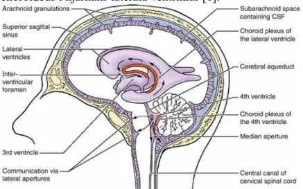 Figur 1: Anatomisk bild över hjärnan och det subaraknoidala området samt  plexus choroideus [2]