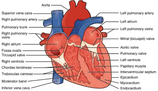 Figure 1: Internal anatomy of the heart [5] licensed under CC 3.0.