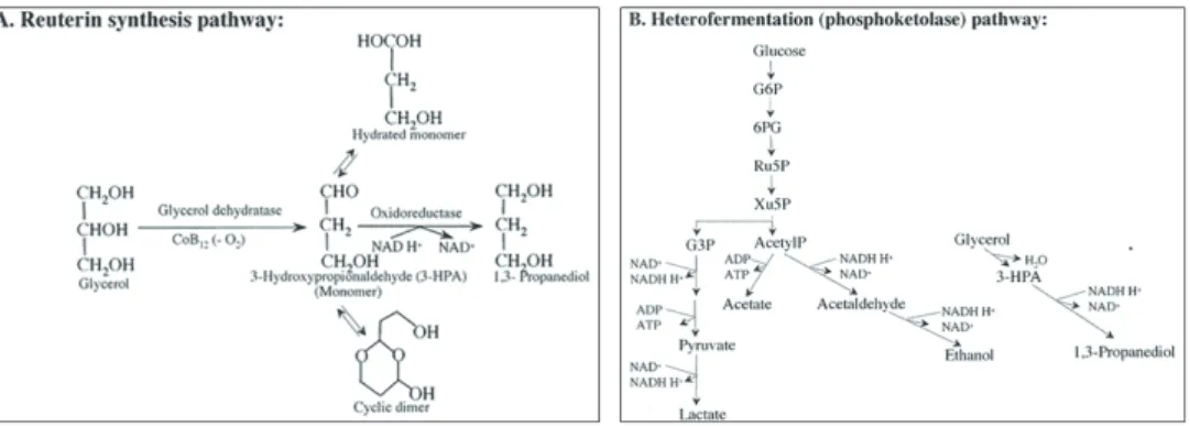 Figure  2:  Pathways  for  productions  of  reuterin  (A)  and  heterofermentation  of  glucose  (B)   by L