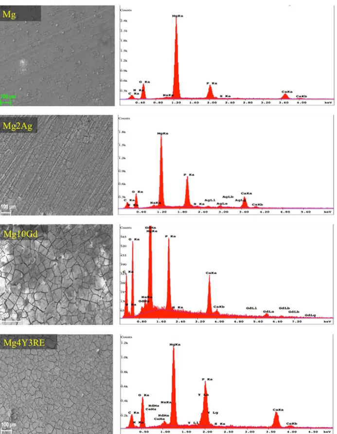 Fig 2. SEM images and the corresponding EDX analysis of magnesium alloys and hp Mg. Analysis was performed after 72 h pre-incubation time applying 10 KeV accelerating voltage.