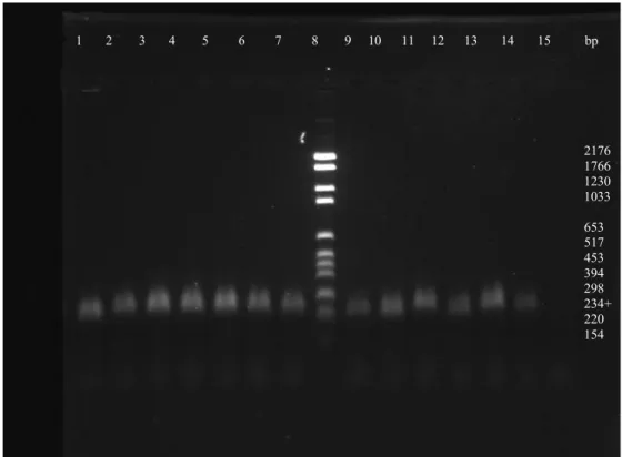 Figur 3.  Amplifiering av V3 regionen. 1,5% agarosgel, 120V 1 tim och  45 min. I ordning    från vänster till höger:1=Bin7, 2=Hma2,  3=Fhon2, 4=Hma11, 5=Fhon13, 6=Biut2, 7=Bma5,  8=standard, 9=Bin2, 10=Bma6, 11=Bin4, 12=Hma3, 13=Hon2, 14=Hma8 och  