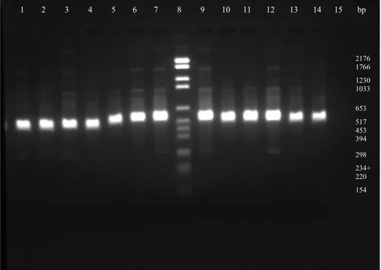 Figur 3 . Amplifiering av V1, V2 och V3 regionen (ENV1 och RP6). Från PCR produkten   av hela 16S rRNA (ENV1 och ENV2)