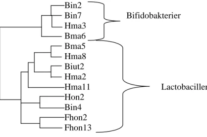 Figur 2.  Fylogenetiskt träd baserat på likheter i 16S rRNA genen. Efter tidigare studier [2]
