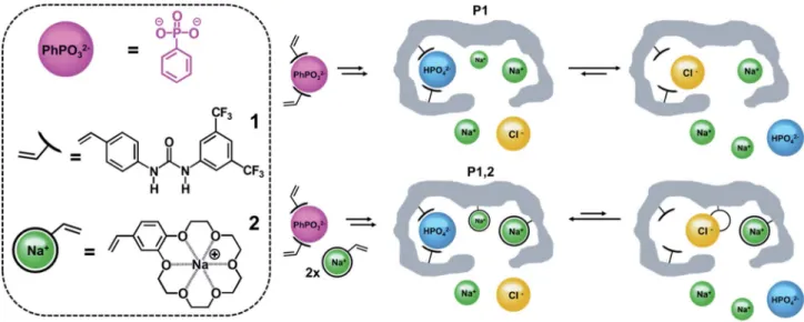 Table 1 Association constants for complexes of template and func- func-tional monomers in di ﬀerent solvents