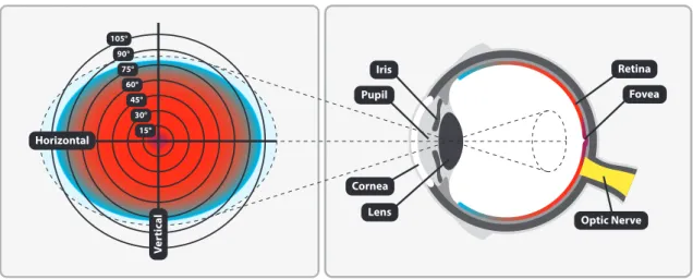 Figure 2.2: Approximate binocular human visual field and cross-sectional view of the human eye