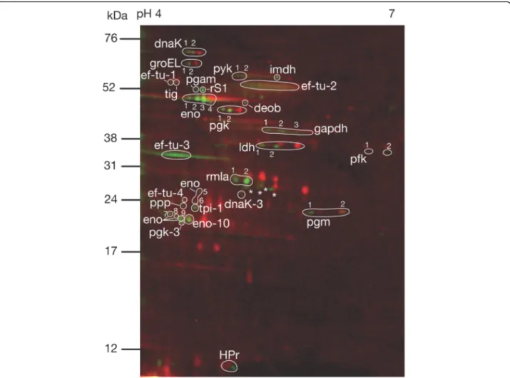 Fig. 2 Representative 2DE phosphoprotein profile extracted from S. gordonii DL1. The red stain indicates intracellular proteins visualized with T-Rex Protein Labelling kit detecting lysine residues