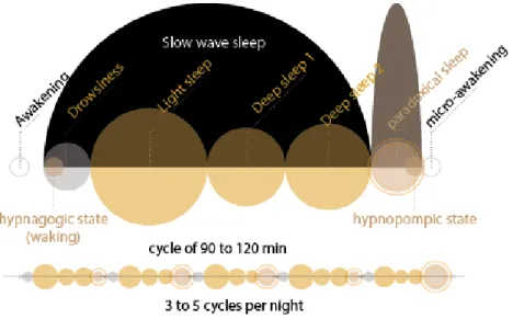 Figure 1: Anatomy of sleep 