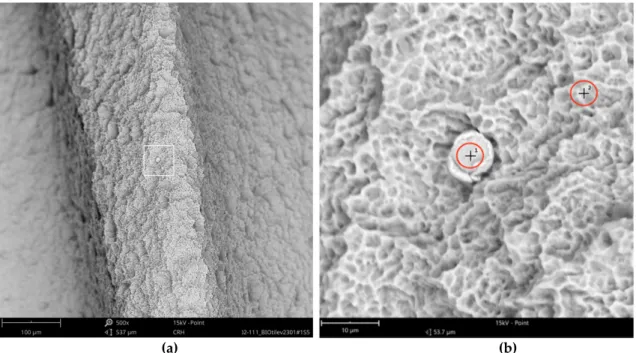 Figure 14. Bioconcept implant with organic particles (10–15 µm); (a) red marked area in Figure 13,  SEM 500 × ; (b) magnification (5000 × ) of white marked area in the left image (a); arrows indicate two  embedded metal particles (0.5–1 µm) showing signifi