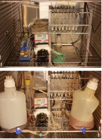 Figure  14:  The  catheter  biofilm  system  setup  for  circulation  of  fresh medium