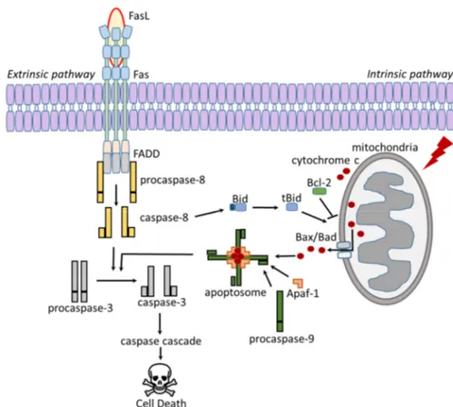 Figure 2. Schematic overview over the apoptotic path- path-ways. Modified from (Sessler et al