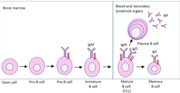 Figure 3. Stages of B cell development.  