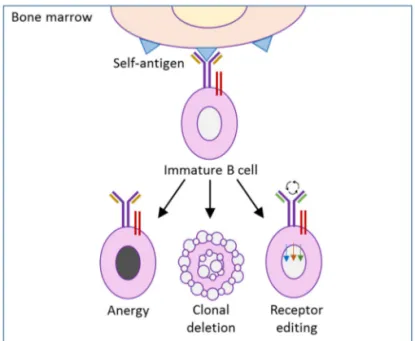Figure 4. Autoreactive B cell tolerance. 