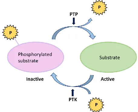 Figure 5. PTP dephosphorylate the tyrosine residues  while PTK phosphorylate the tyrosine residues in  tar-get substrates