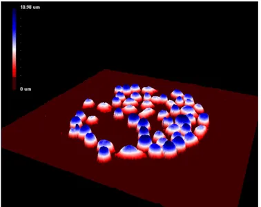 Figure 10. Antibody-based microarray combined  with DH microscopy. Jurkat cells captured on  an-tibody Lewis X (El-Schich Z.)