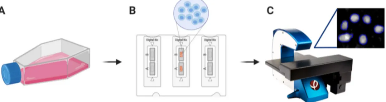 Figure 1. A schematic flow of the experimental system that consisted of the cultured cells (A), the  detached cells in the cell counting chamber slides (B) and the HoloMonitor TM  M4 analysis set-up (C)