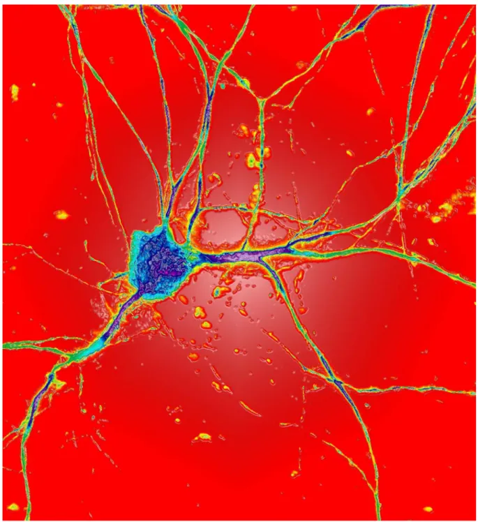 Fig. 3        3D hologram of neurons 