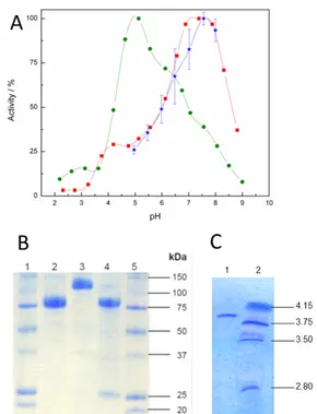 Figure 3. Characterization of CtCDH, displaying (A) the change in activity at  different pH towards cyt c (red squares) and DCIP (green circles) in solution  as well as the enzyme immobilized on the electrode surface (blue stars), (B)  SDS-PAGE with molecu