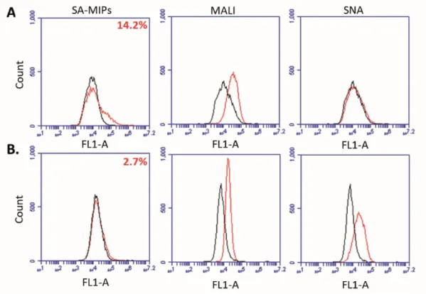 Figure 1. Histograms presenting the mean fluorescence intensity (MFI) for cell staining with sialic  acid-molecularly imprinted polymers (SA-MIPs) or the lectins MALI (α-2,3-specific) and SNA  (α-2,6-specific) for both MCF-7 cells (A) and MDAMB231 cells (B