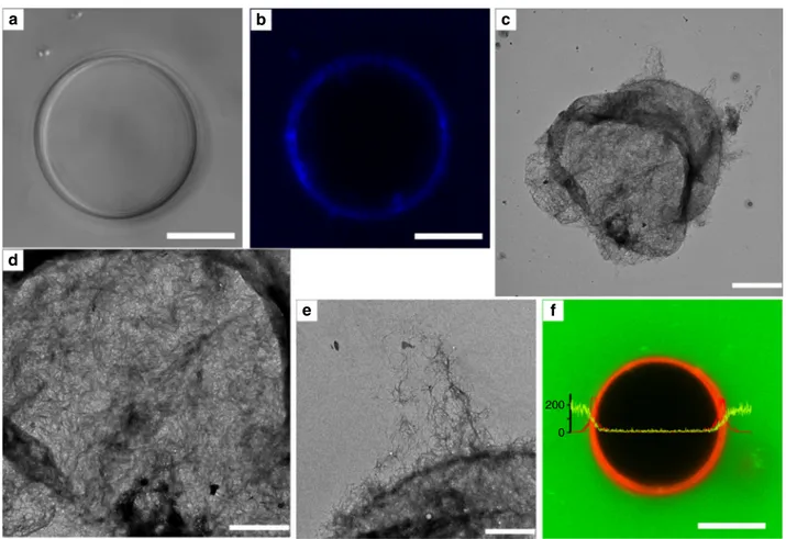 Fig. 4 The nanostructure of the encasing CNF/pectin wall. CLSM transmission a and ﬂuorescence b images of a plantosome stained with calcoﬂuor-white (blue)