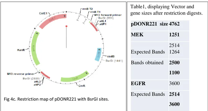 Fig 4c. Restriction map of pDONR221 with BsrGI sites. 