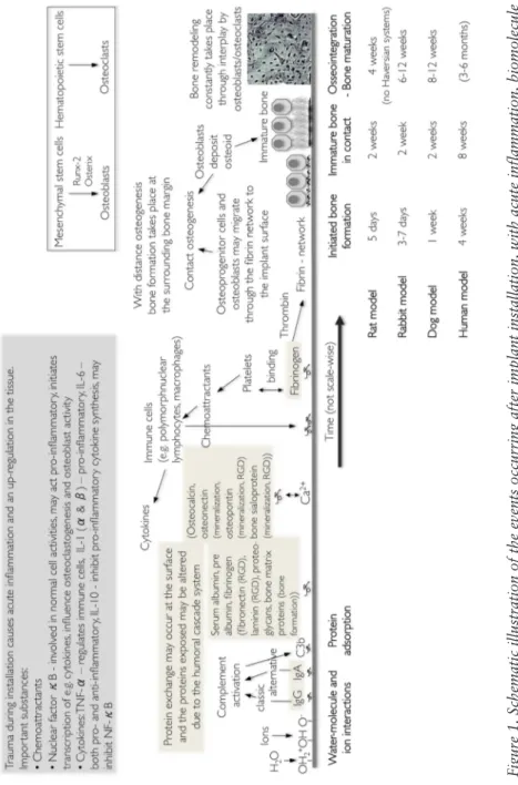 Figure 1. Schematic illustration of the events occurring after implant installation, with acute inflammation, biomolecule  adsorption, bone tissue healing, and remodelling1, 2