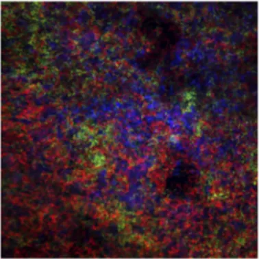 Figure  4.  Bacteria  on  a  titanium  surface  detected  with  fluorescent  oligonucleotide probes and confocal  laser scanning microscopy.