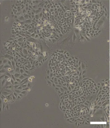 Figure 1. Phase-contrast microscopy of odontoblast-like MDPC-23 cells. Phase- Phase-contrast microscopy image demonstrating sub-confluent MDPC-23 cells