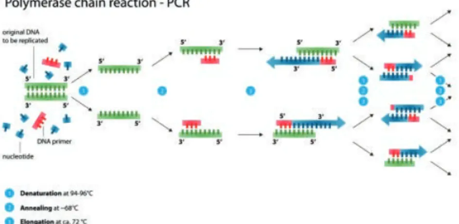 Figure 15. Illustration of the amplification steps of the PCR. 