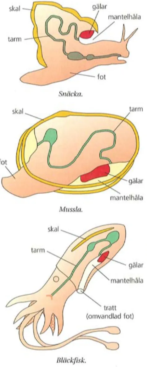 Figur 4. Blötdjur (Henriksson 2000, illustration Liselotte Öhman).