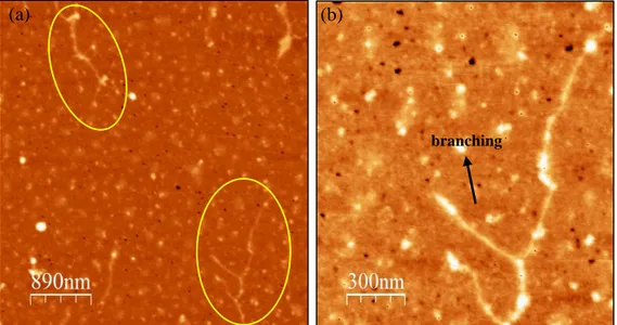 Figure 4. (a)  AFM capture of mucin molecule on mica from healthy cell-culture mucus  diluted 10 -5  wt%