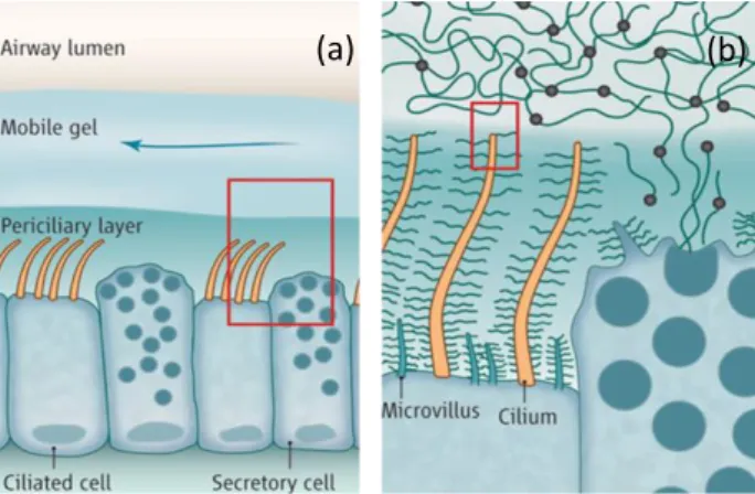 Figure 1. Schematic representation of the airway epithelial surface. (a) The gel lying on top of the  cells is formed by two layers: the periciliary layer and mucus mobile gel