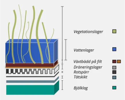 Figur 1. Grundläggande illustration av uppbyggnaden av ett våtmarkstak. 