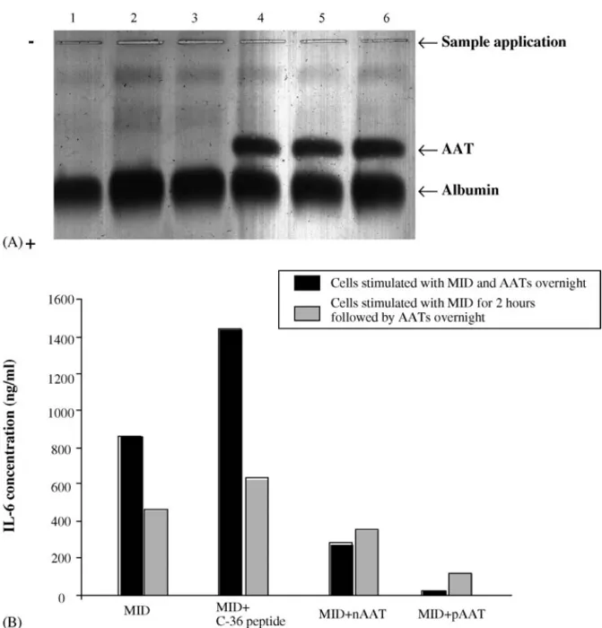 Fig. 4. No interaction between MID and AATs can be demonstrated. (A) Analysis of cell culture medium by 1% agarose electrophoresis, at pH 8.6