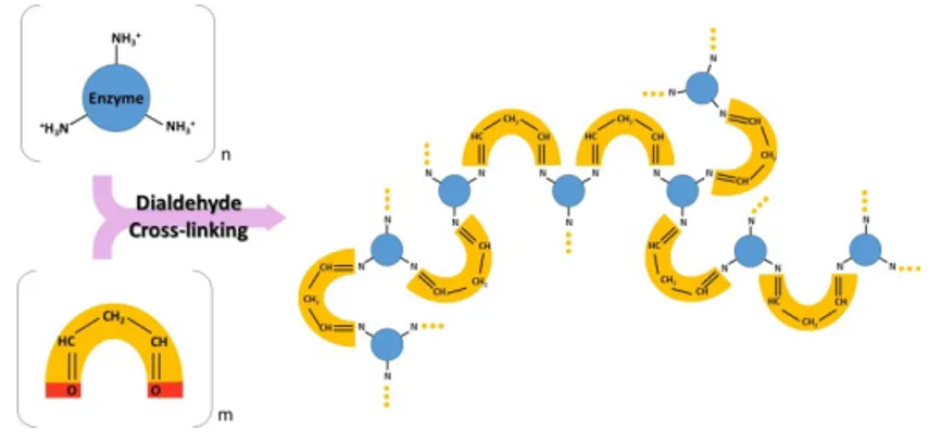 Figure 10. Chemical reaction that leads to crosslinking of enzymes generating a  copolymer enzyme-glutaraldehyde.