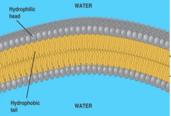 Figure 3: Structure of the cell membrane bilayer, consisting of two inverted   phospholipid layers, in which the non-penetrating cryoprotectants can form  hydrogen bonds with the extracellular side  [12] 