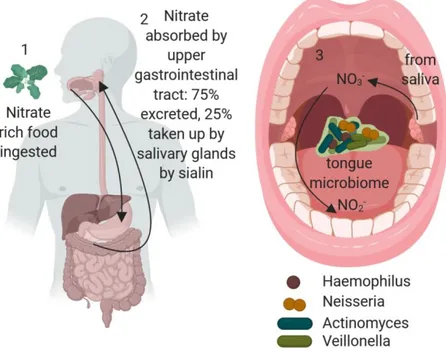 Figure 1. Enterosalivary nitrate production and the role of the oral microbiome. 1. Nitrate-rich food,  such as leafy green vegetables, is ingested