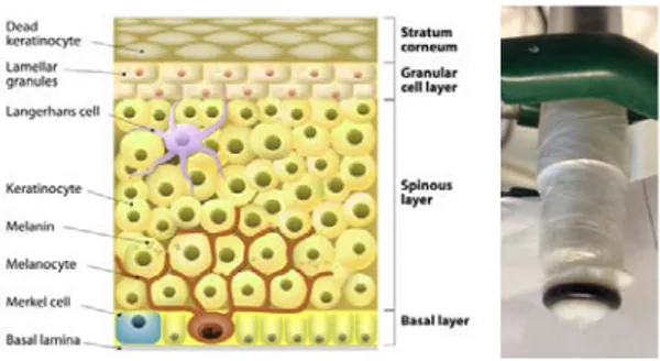 Fig. 1. (left) Schematic presentation of layered structure  of skin membrane consisting of stratum corneum (SC) and  viable epidermis  (Creative Commons (Attribution 3.0)  from  freedesignfile.com)  and (right) a photo of oxygen  electrode covered with ski