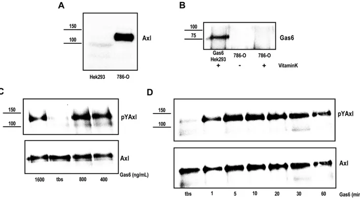 Figure 2. Axl but not Gas6 is expressed in ccRCC 786-O cells and can be functionally active