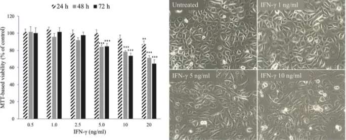 Fig. 1. A) MTT-based viability of monolayer HEKn after 24, 48, and 72 h treatment with IFN- g 
