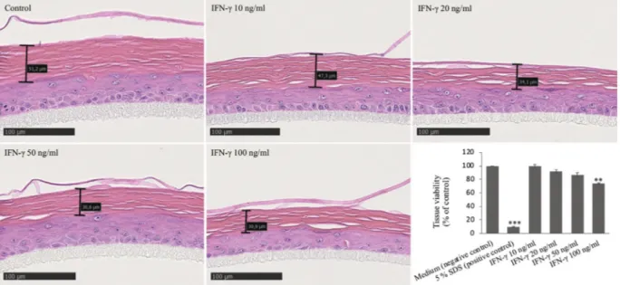 Fig. 2. Histology of RHE at day 15. The RHE was treated with IFN- g for 48 h (day 14 and 15); 3 m m tissue sections stained with hematoxylin-eosin, scale bars 100 m m