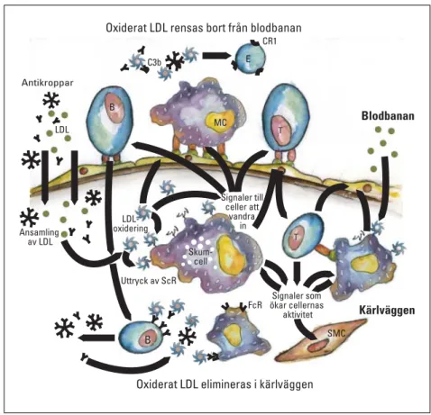 Figur 1. Möjliga mekanismer för eliminering av oxiderat LDL (low density lipopro- lipopro-teins)