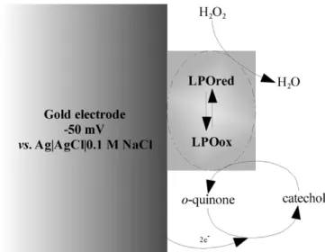 Fig. 2. Adsorbed amount () and thickness (×) versus time of adsorption of LPO on a gold electrode surface
