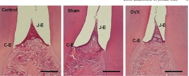 Figure 2. Assessment of the apical termination of the junctional epithelium in control, sham-operated (sham) and OVX mice