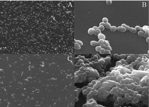 Figure 9. Newly formed (2-hour old) biofilms of S. mutans H7 grown in a  flow-cell system (A = 250x and B 5000x)