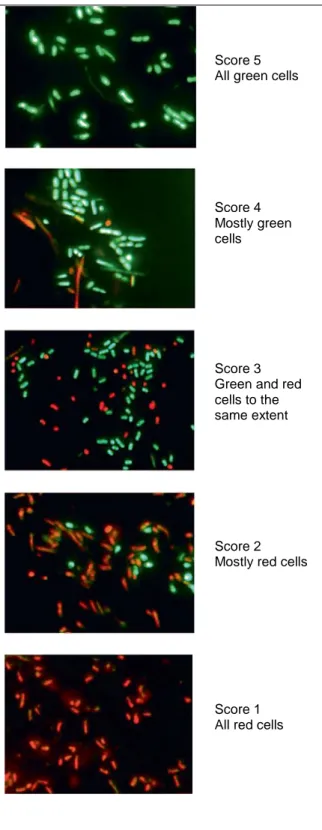 Fig. 1. LIVE/DEAD _ BacLight TM stained  plaque bacteria. Green cells are acid-tolerant  while red cells are non-acid-tolerant