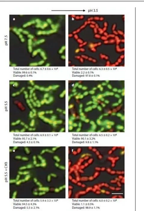 Figure 1. High magnification of representative LIVE/DEAD CLS micrographs showing ATR and the effect of  chitosan nanoparticles in adhered S