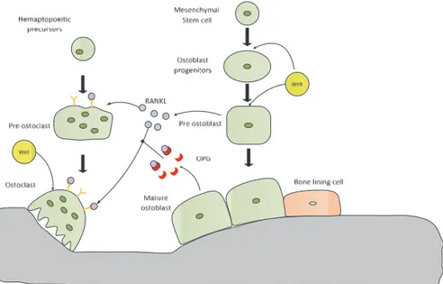 Figure  2.  The regulation of osteoclast and osteoblast differentia- differentia-tion
