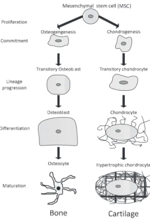 Figure 9. Sequential tissue differentiation processes of mesenchy- mesenchy-mal stem cells